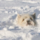 Mókás állatok, akik hóban próbálnak bújócskázni - Képek