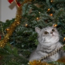 Kiskarácsony, macskarácsony – jópofa cicusok esete a karácsonyfával - Képek