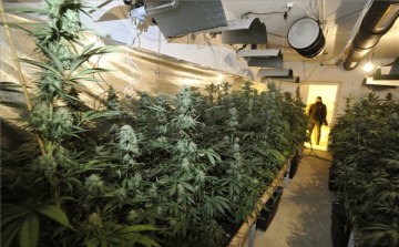 Óriási kannabiszültetvényt számoltak fel a rendőrök Remeteszőlősön
