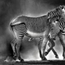 Tökéletes pillanatban lencsevégre kapott fotók a vadon állatairól - Galéria