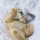 Káprázatos téli állatfotók