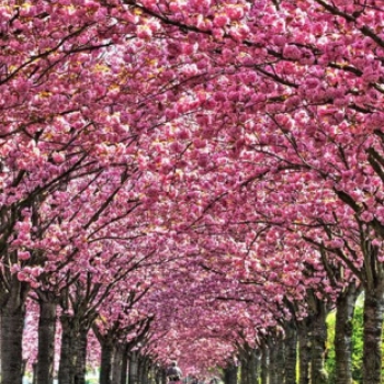 Rózsaszínbe öltözött természet – 30 bámulatos fotó