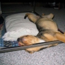 Kutyák, akik elképzelhetetlen pózokban alszanak