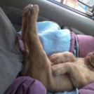 Kutyák, akik elképzelhetetlen pózokban alszanak