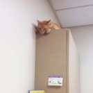 Macskák az állatorvosnál - galéria