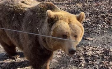 Előbújtak a medvék a Szegedi Vadasparkban