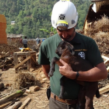 Szívszorító fotók: állatok, akik túlélték a nepáli földrengést