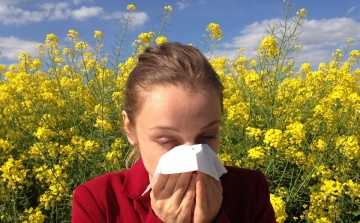 Pollenhelyzet – egyes növények pollenkoncentrációja sokfelé elérheti a magas szintet