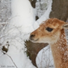 Káprázatos téli állatfotók