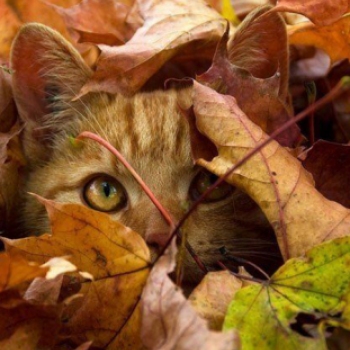 Mire jó az őszi levéltakaró? 22 bájos fotó