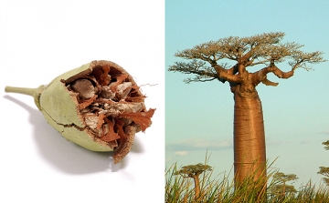 A baobab 2013 szuperétele