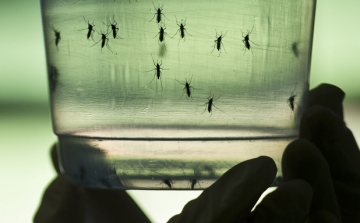 Zikaláz – Már Szlovákiában is megjelent a vírus
