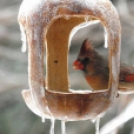Nagyszerű megoldások téli madáretetéshez - fotók