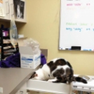 Macskák az állatorvosnál - galéria