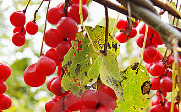 SCHISANDRA (ÖTÍZŰ GYÜMÖLCS)