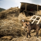 Szívszorító fotók: állatok, akik túlélték a nepáli földrengést