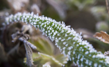 Agrometeorológia: pénteken és szombaton akár károkozó fagyok is várhatók