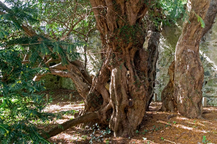 Nemet válthat Európa legöregebb fája