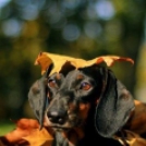 Mire jó az őszi levéltakaró? 22 bájos fotó