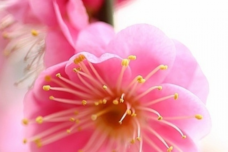 Rózsaszínbe öltözött természet – 30 bámulatos fotó