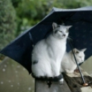 Állatok ötletes esernyővariációi