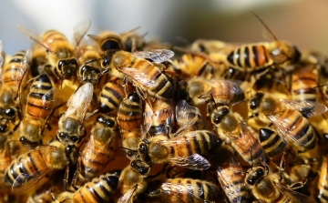 Elszabadult méhek miatt áll a forgalom a 74-es főúton
