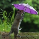 Állatok ötletes esernyővariációi