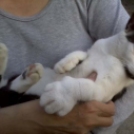 Pórul járt kutyák-macskák, akik méhcsípés áldozatai lettek - Képek