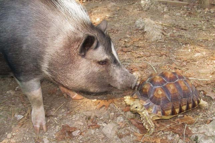Különleges barátságok egy állatmenhelyen